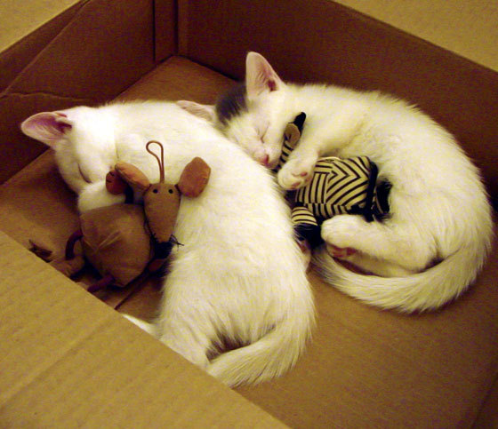 开云体育app网页版安全-全场焦点：张伟28分火力全开，带领球队获胜！，张伟 20年